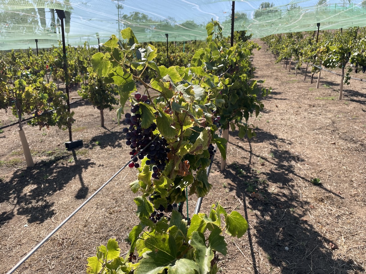 Close-up of ripe grape clusters on the vine