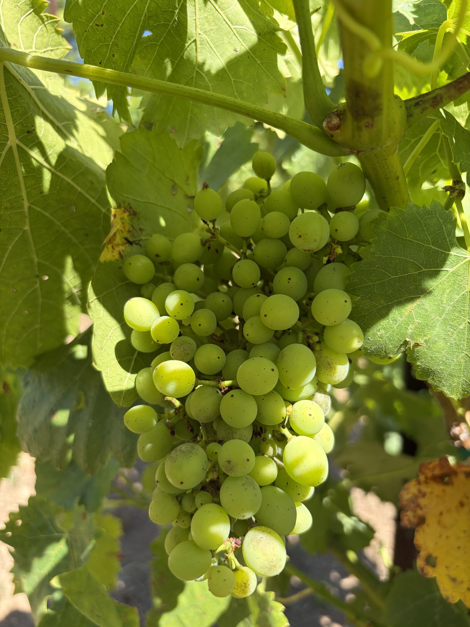 Cluster of ripening green grapes on the vine