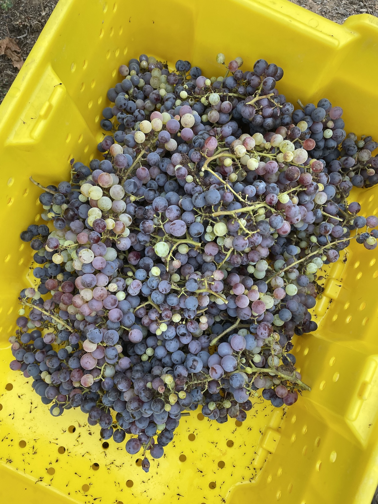 Hands harvesting grapes