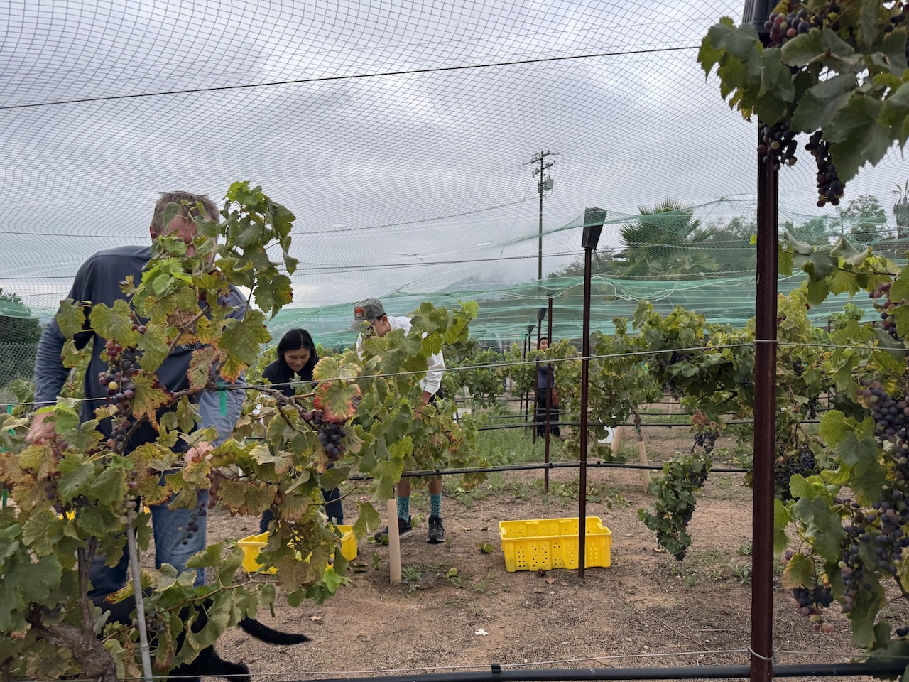 Family and team harvesting grapes in the vineyard