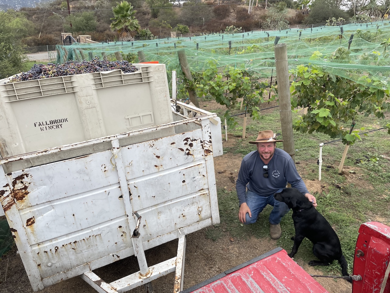 Winemaker with bin of freshly picked grapes