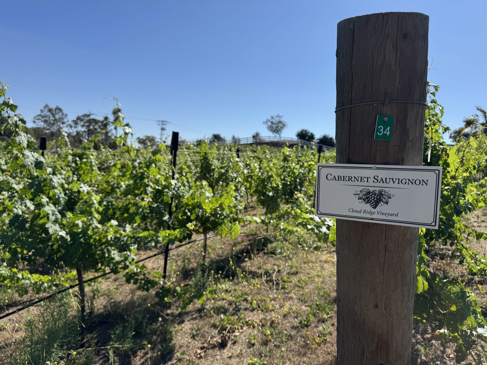 Cabernet Sauvignon block sign in the vineyard