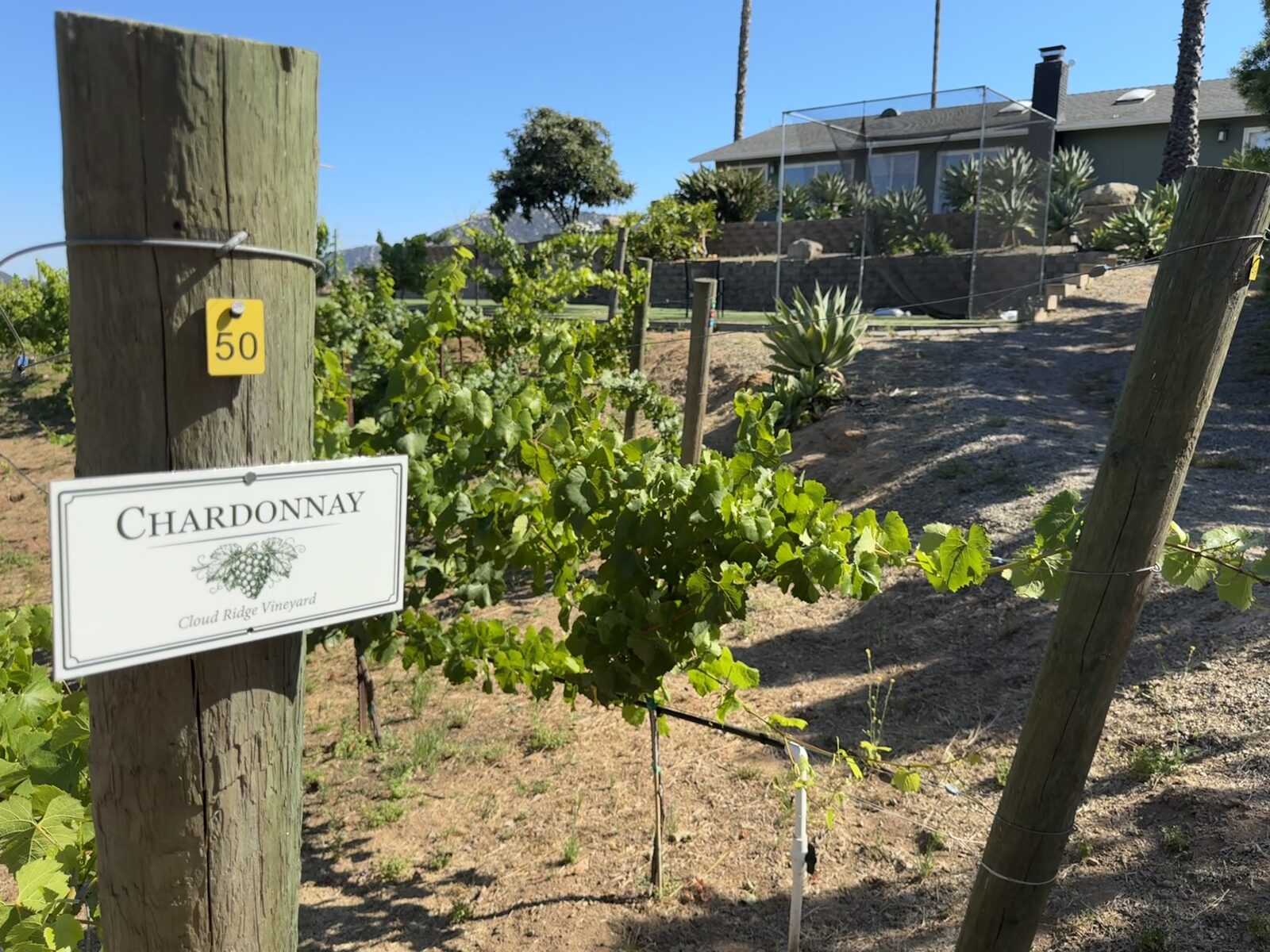 Chardonnay block sign in the vineyard