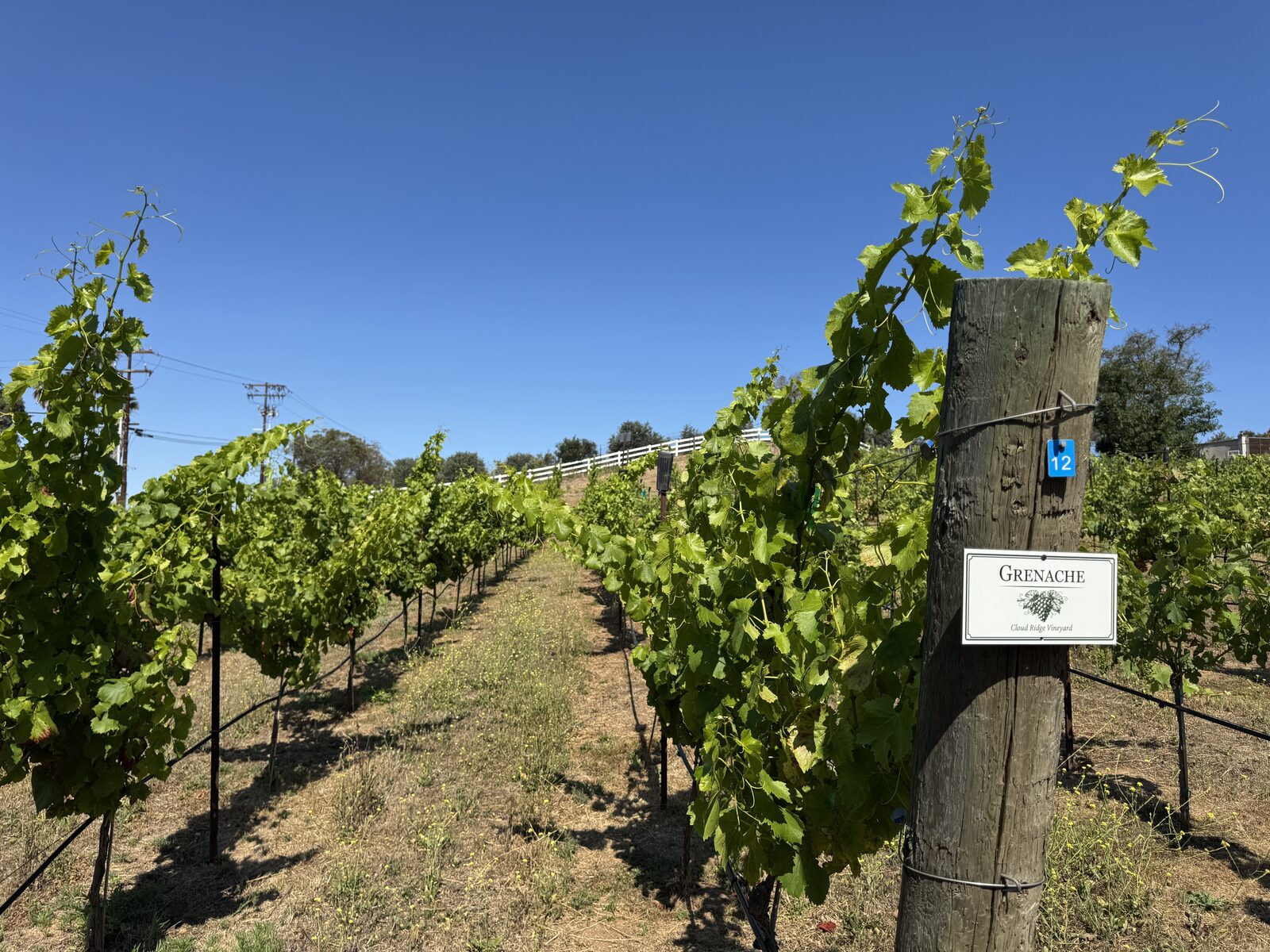 Grenache block sign in the vineyard