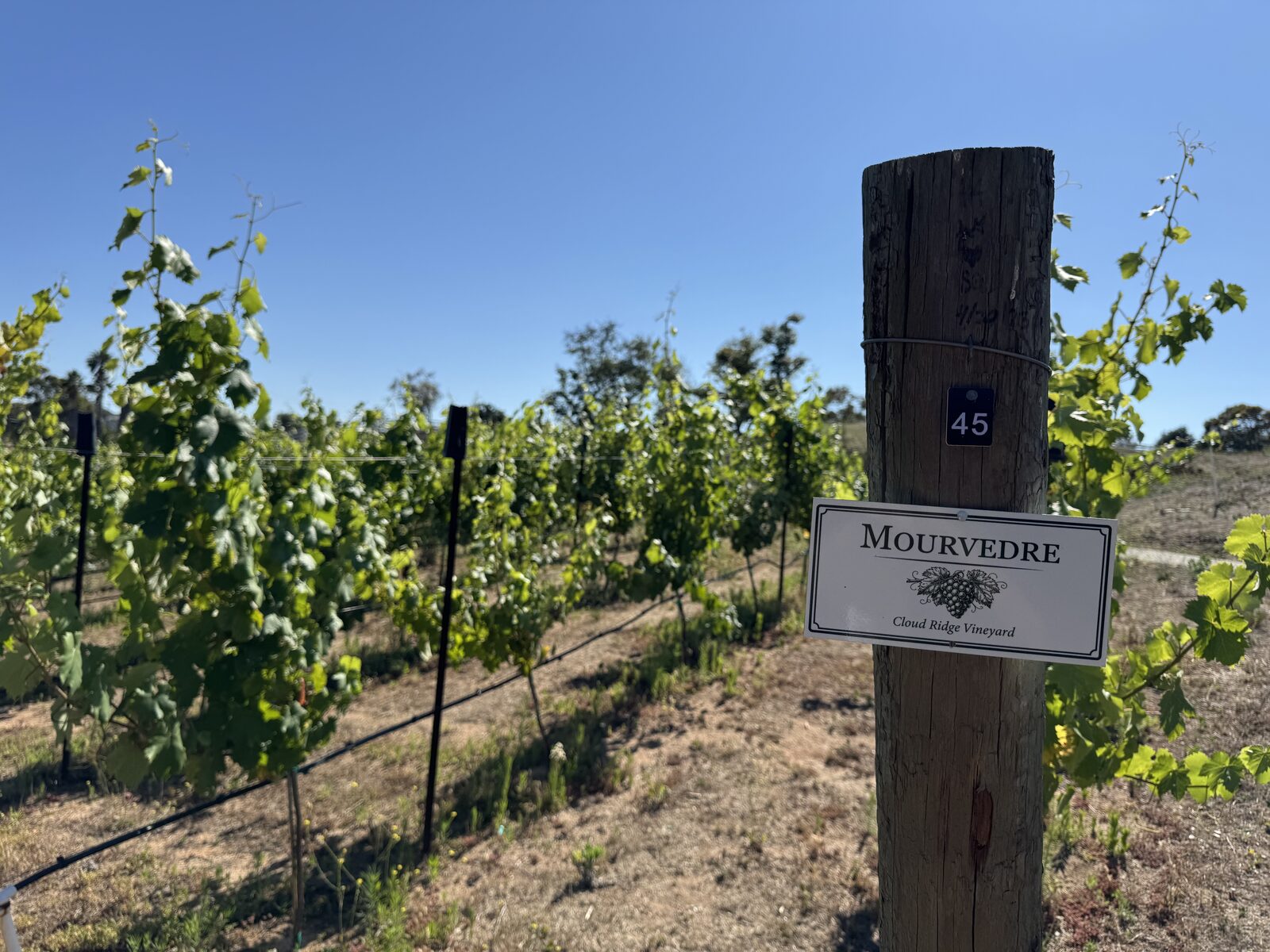 Mourvèdre block sign in the vineyard