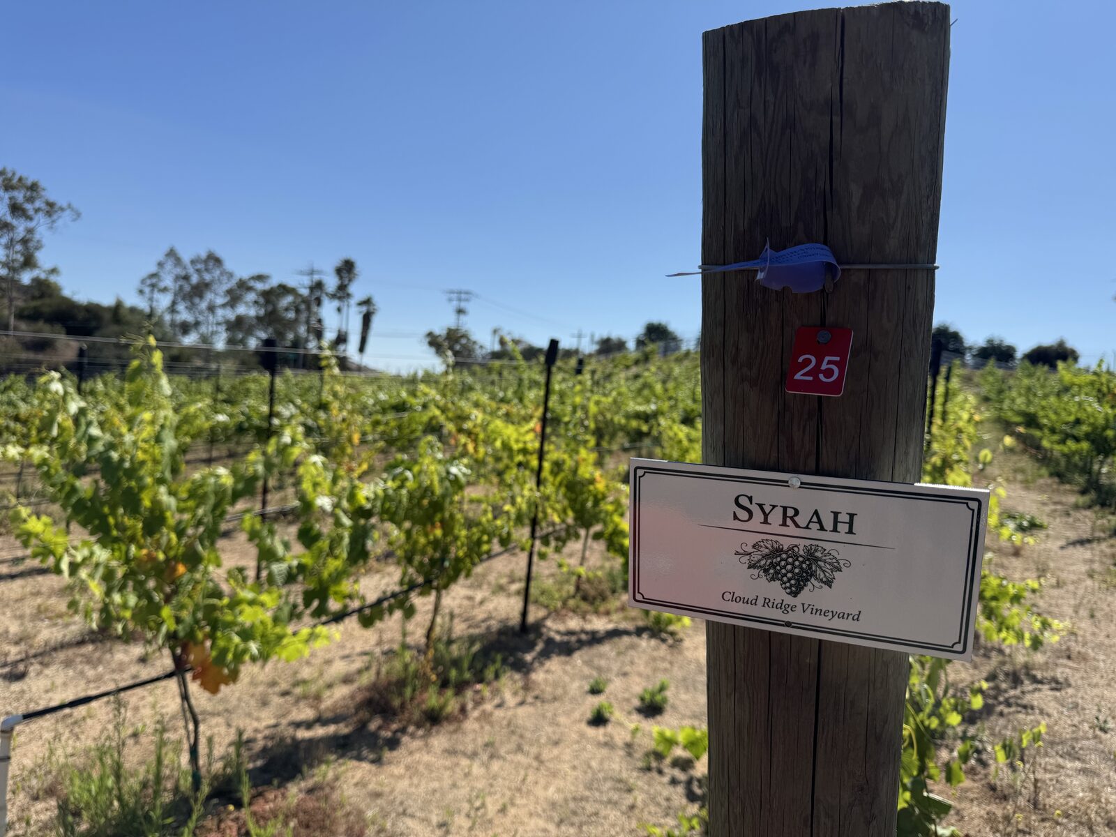 Syrah block sign in the vineyard