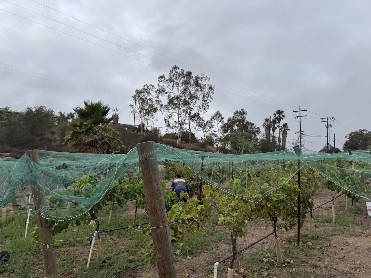 Rows of vines under protective netting