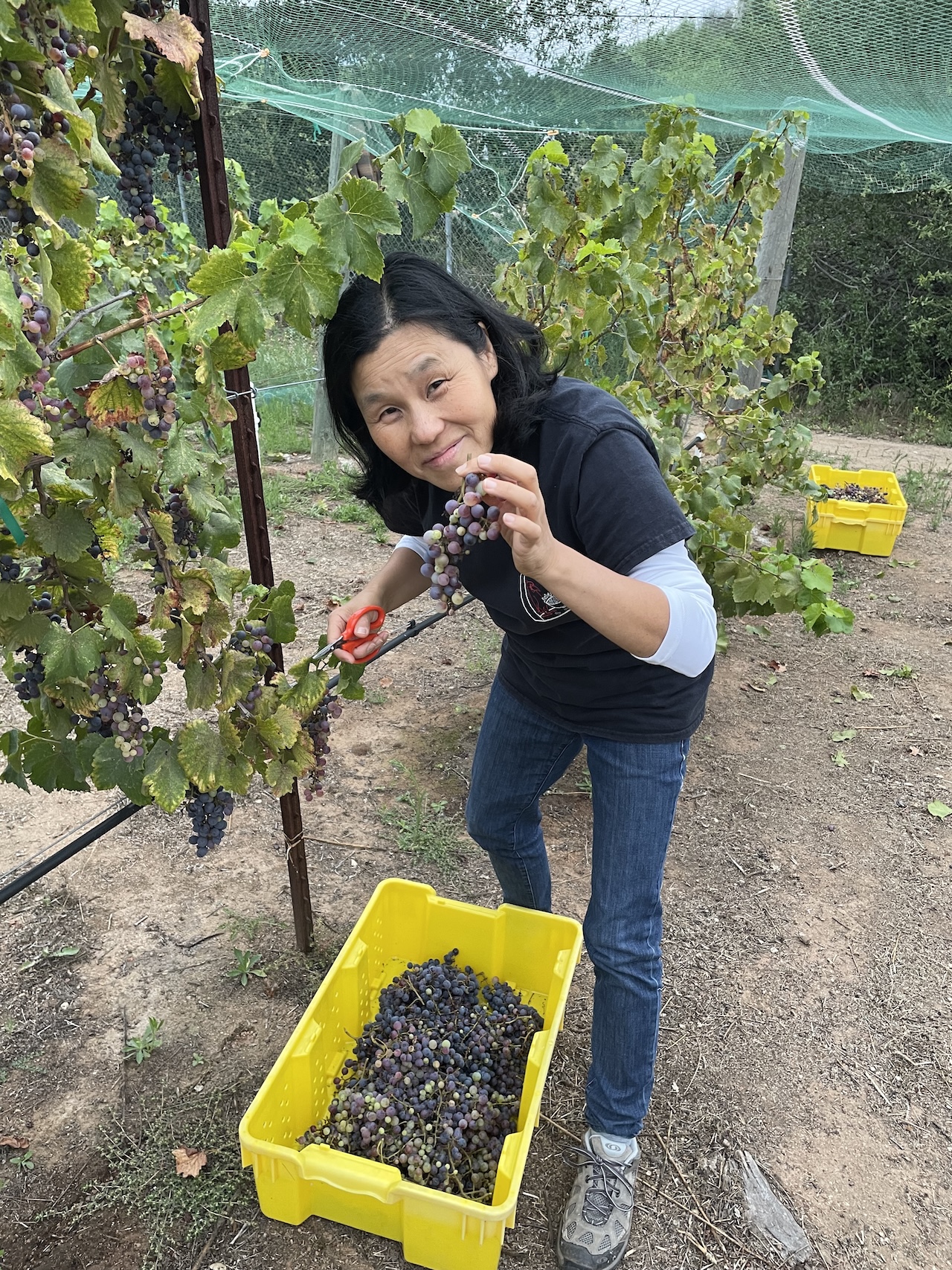 Family member carefully picking grapes